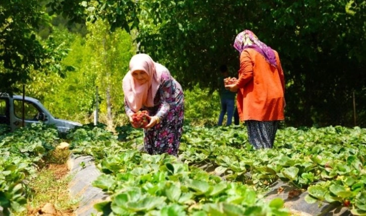 20 kadın 20 dekar alanda üretiyor: Kilosunu 75 TL'ye satıyorlar, siparişlere yetişemiyorlar