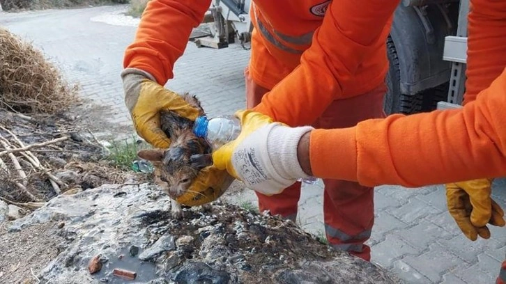 Bunun adı vicdansızlık! Yavru kediyi poşete koyup canlı canlı çöpe atmışlar!