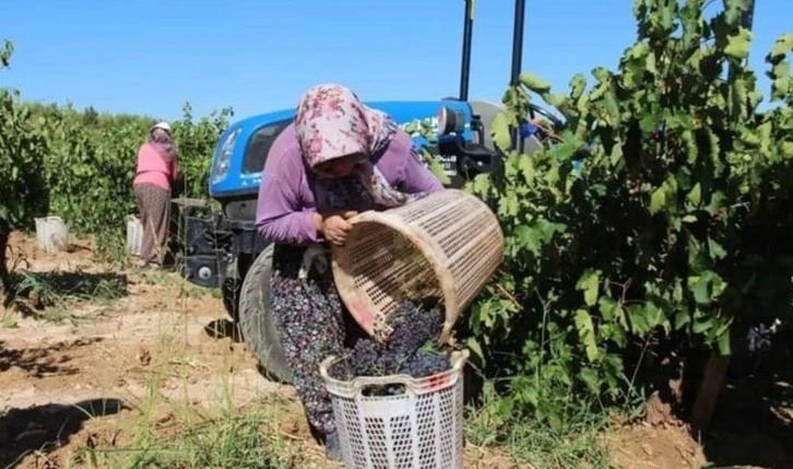 Çal'da sıcaklık tarım takvimini değiştirdi: Hasat 1 ay erken başladı