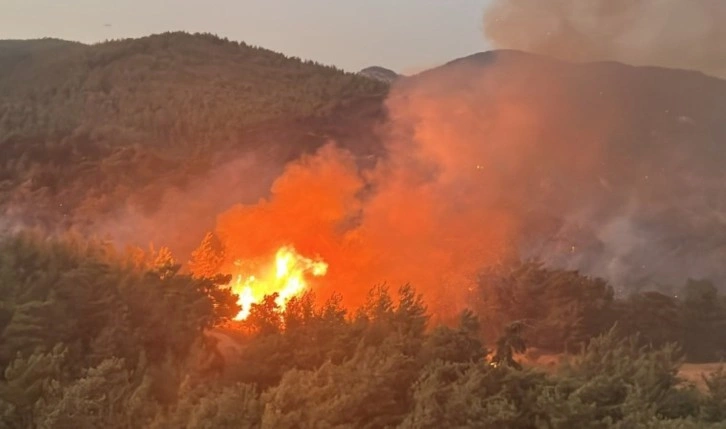 Ciğerlerimiz yanıyor... Muğla'da orman yangını: 'Bölgede çok büyük kayıp var'