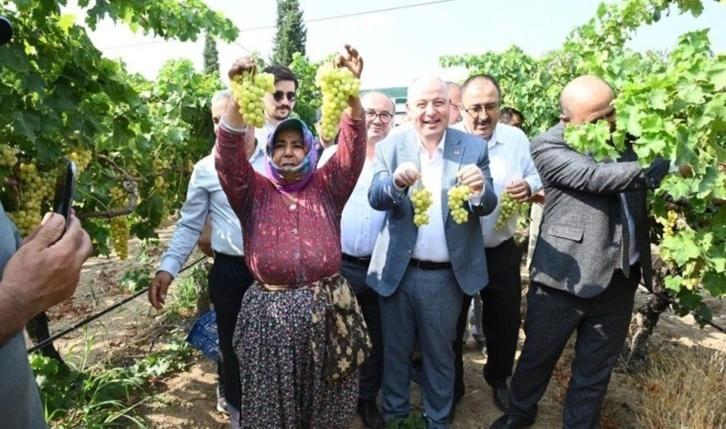 Denizli'de üzüm hasadı başladı: 250 bin ton rekolte bekleniyor...