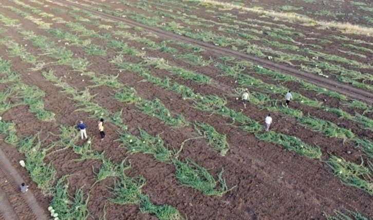 Diyarbakır'da hasat başladı: Üretici beklediği verimi alamadı