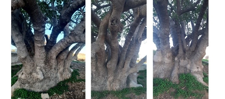 Gazimağusa’da iki ağaç “Anıt Ağaç” olarak koruma altına alındı