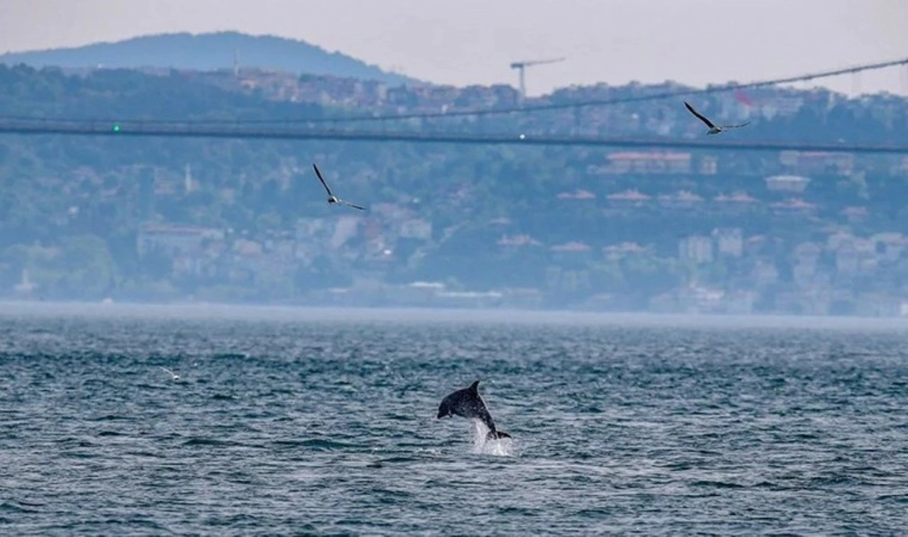 İstanbul Boğazı'nın yunusları açlıktan zayıfladı: 'Strese girmiş olabilirler'