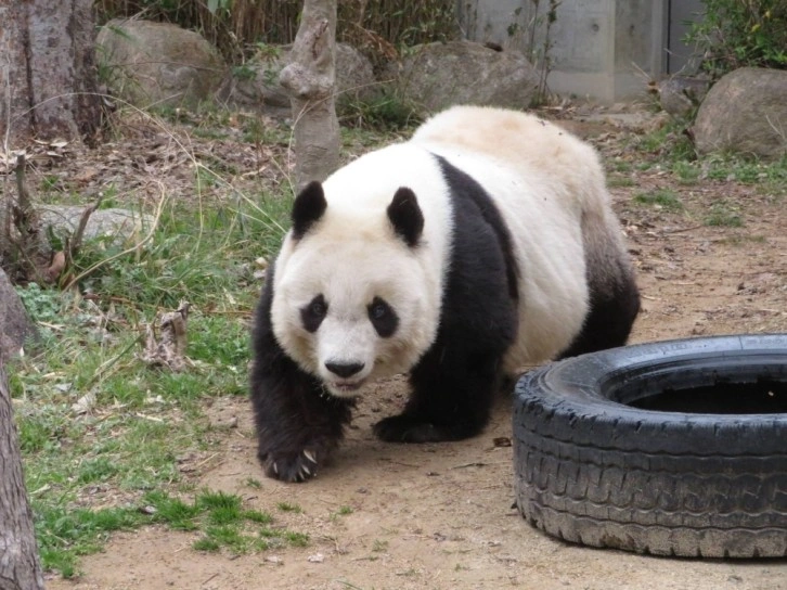 Japonya’nın en yaşlı pandası “Tan Tan” öldü