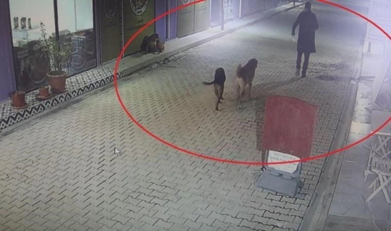 Kedileri köpeklere parçalatan şahıs gözaltına alındı