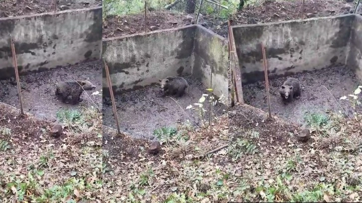 Kocaeli'de boş havuza düşen ayı yavrusu böyle kurtarıldı...