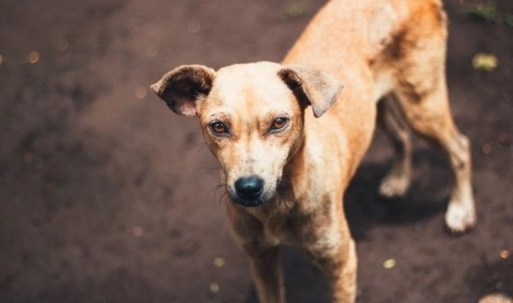 Köpekler stresin kokunusu alabiliyor! İşte yeni araştırma