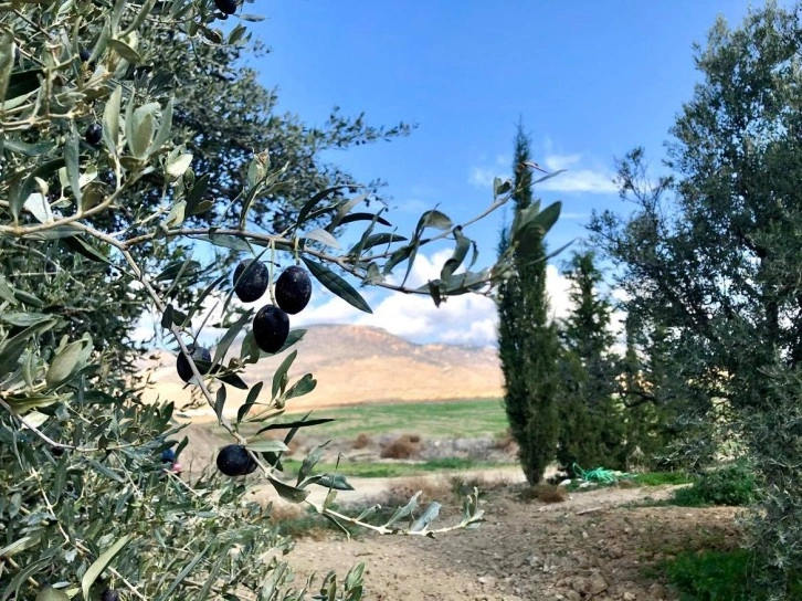 Lefkoşa’da zeytin hasadı 29 Ağustos'ta başlayacak