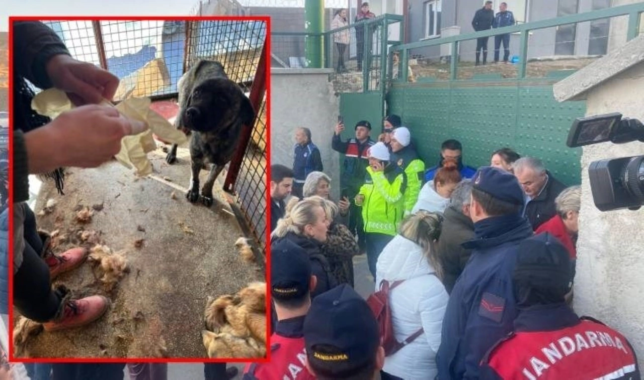 Mamak'ta barınak skandalı! Hayvanlar açlıktan birbirlerini parçaladı