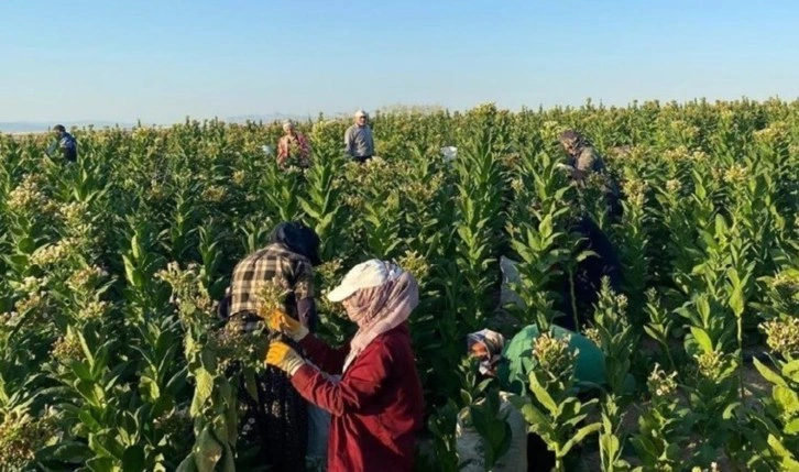 Samsat'ta hasat başladı: 20 bin dönüm alanda yetişti