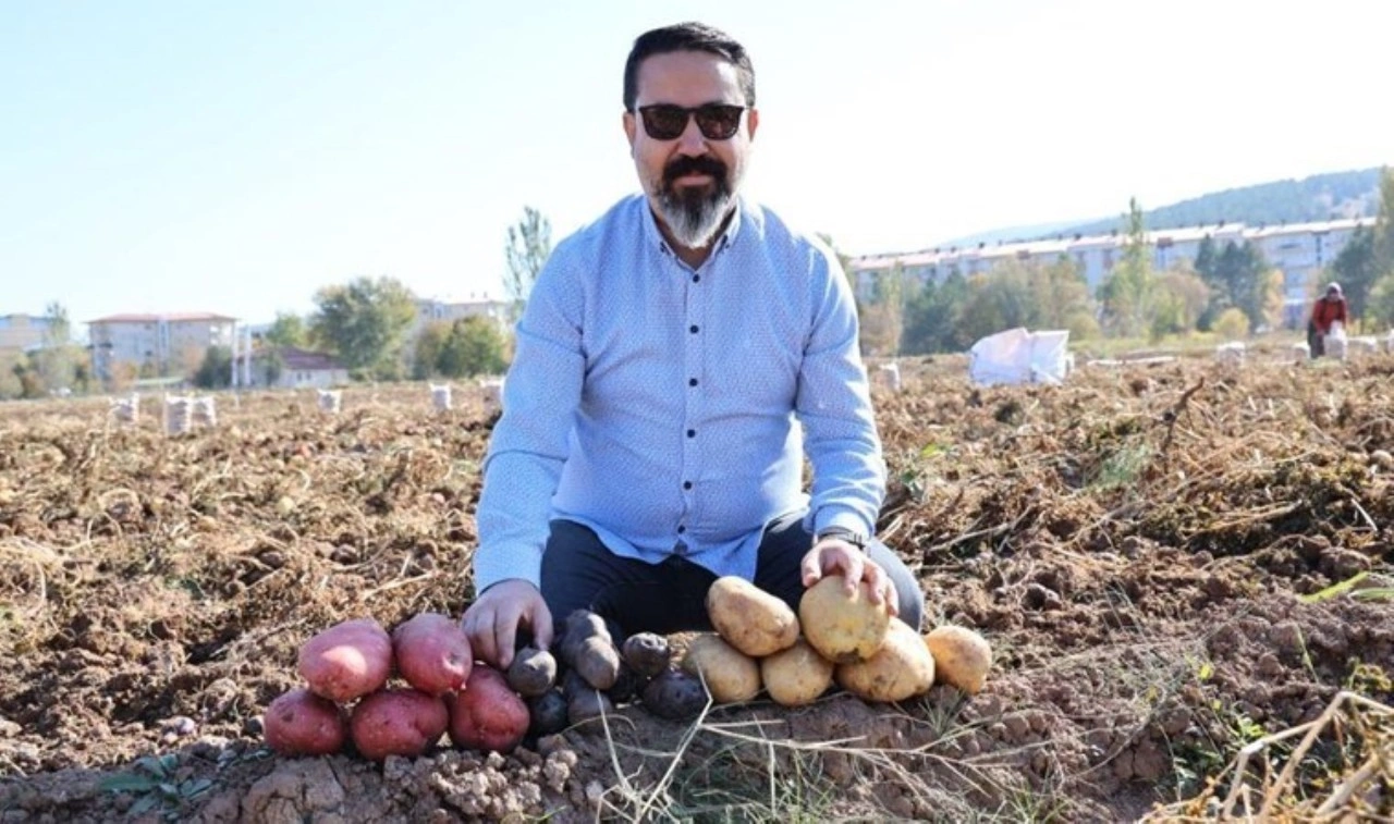 Sivas'ta renkli hasat başladı: Mor, sarı, kırmızı! Akademisyenler tarafından yetiştiriliyor