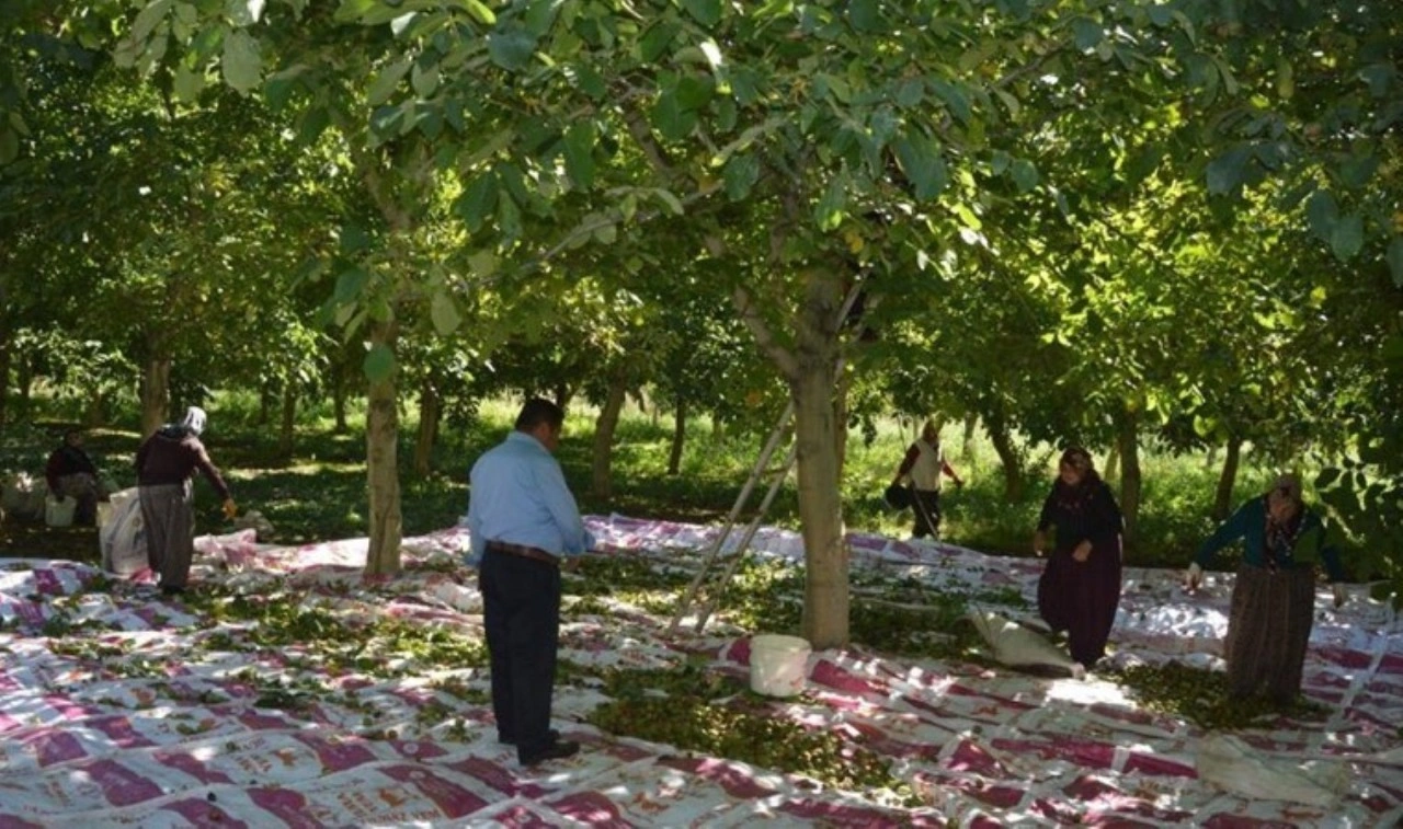 Tokat'ın coğrafi işaretli lezzeti:  Bu yıl kilosu 150 TL