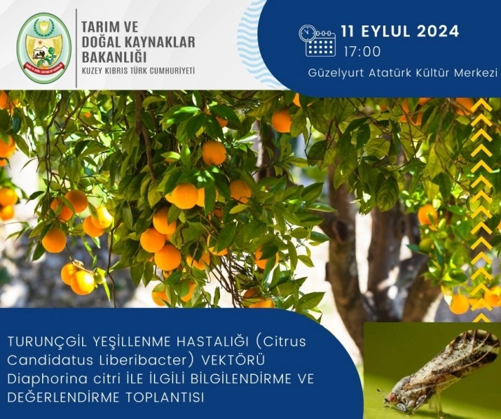 Turunçgil yeşillenme hastalığı ile ilgili bilgilendirme toplantısı düzenleniyor