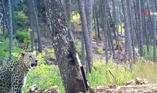 Anadolu parsı fotokapana yakalandı: Bugüne kadarki en net fotoğraflar!