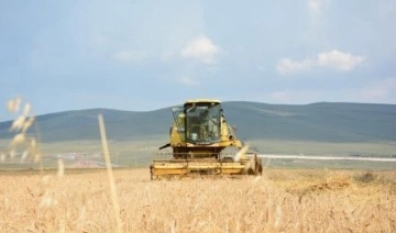 Ardahan'da 13 bin yıllık hasat: 50 yıl aradan sonra ekildi