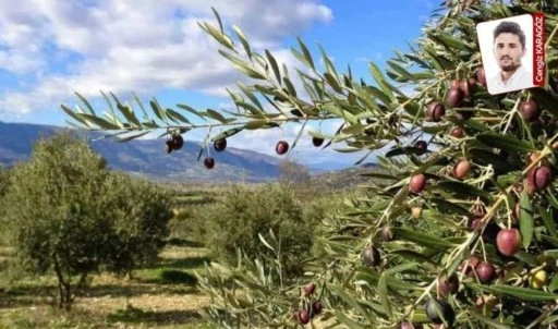 Çiftçi-Sen’in başvurusu üzerine zeytinlikleri madenciliğe açan yönetmelik iptal edildi