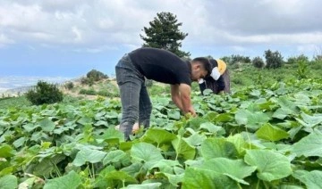 Hasadı kavurucu sıcakta 700 TL yevmiyeyle yapılıyor: Tarlada 5 TL'ye satılıyor...