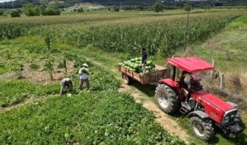 Kandıra'nın tescilli lezzetinde hasat vakti: Tarla 5, markette 10 lira