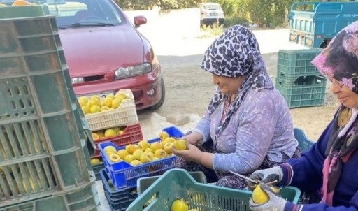 Manisa'da özel seralarda yetiştiriliyor! Kilosu 10 Euro'dan satılıyor...