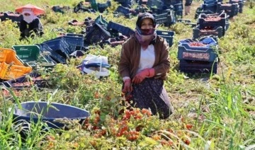 Salçalık üzdü, sofralık sevindirdi: Fiyatı 5 TL'ye düştü...