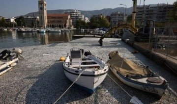 Turistik liman, ölü balıklarla doldu taştı: 'Son 24 saat içinde 40 tondan fazla...'