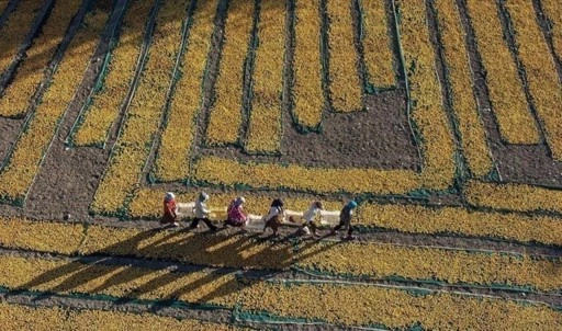 Türk tohumcular Rusya ile işbirliğini güçlendiriyor: 'Kalıcı ve yararlı sonuçlar sağlanacak&#03